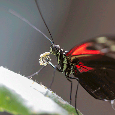 butterfly_proscis_with_pollen_sharpened_3598_August-26,-2013_104