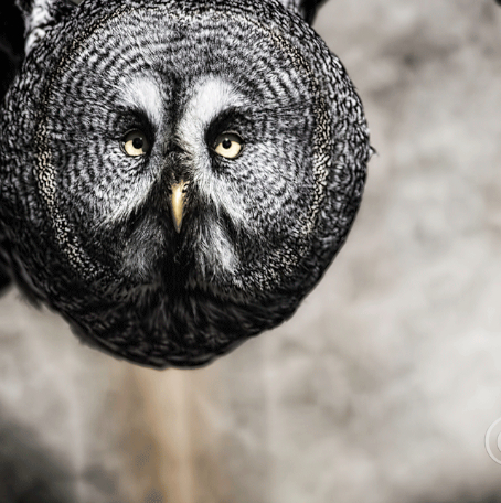 great_grey_owl_face