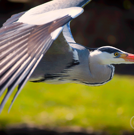 heron_flight_close_soft_filter
