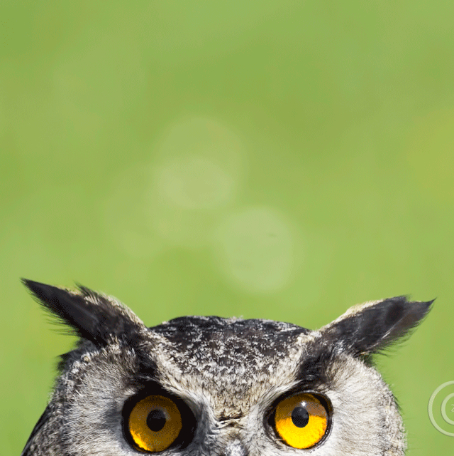 owl_peek