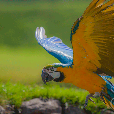 dynamic_macaw