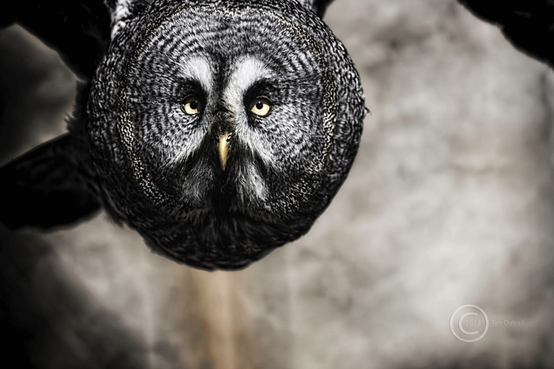 Incoming; great grey owl in flight -photograph by Ian Dyball