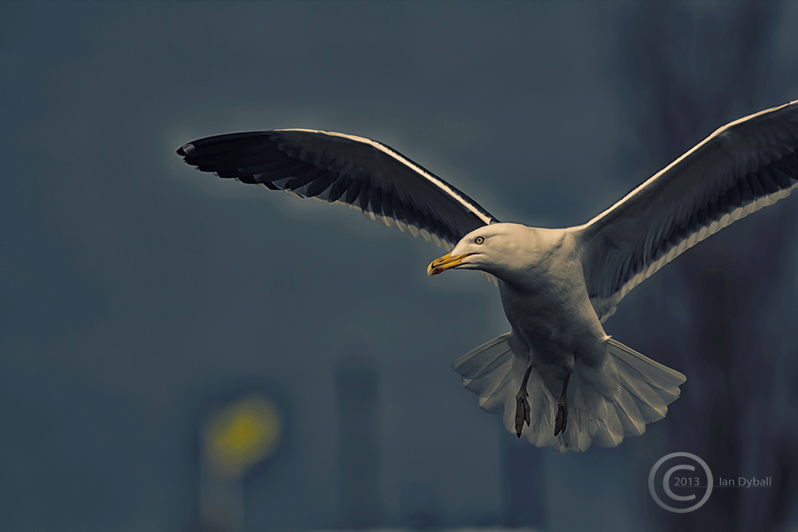 Metropolis: an inner city seagull - photograph by Ian Dyball