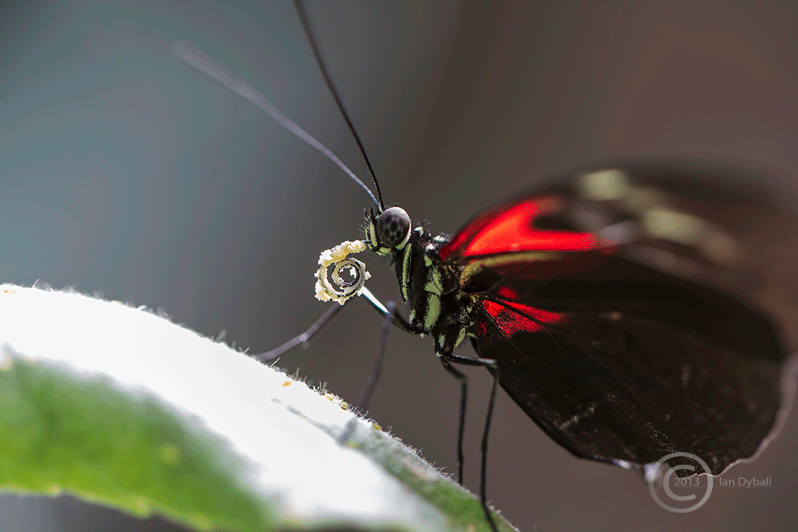 Sticky Lunch: postman butterfly showing pollen stuck on proboscis - photograph by Ian Dyball